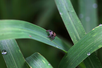 Spiders in the wild, North China