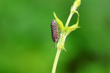 Rat woman in the wild, North China