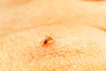 mosquito insect in the wild, North China