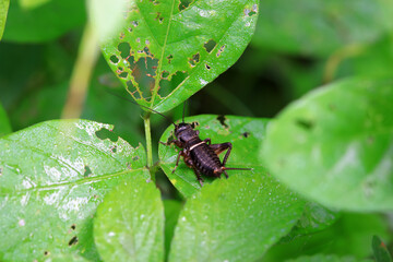 Crickets in the wild, North China