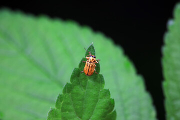 Leaf beetle on wild plants, North China