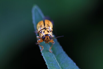 Leaf beetle on wild plants, North China