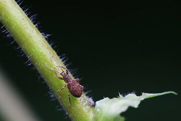 Weevil on wild plants, North China