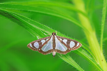 Lepidoptera insects in the wild, North China