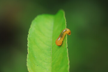Leaf bee larvae on wild plants, North China