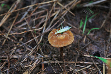 Tree cricket on wild plants, North China