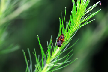 Flies on wild plants, North China