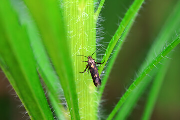 Lepidoptera insects in the wild, North China