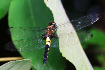 Dragonflies on wild plants, North China