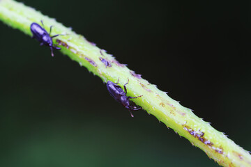 Weevil on wild plants, North China