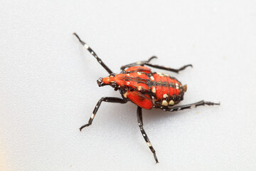 Hemiptera wax Cicadellidae insects on wild plants, North China