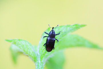 Weevil on wild plants, North China
