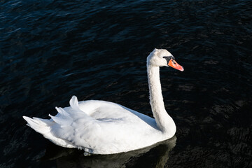 White Swan,  waterfowl on the lake.