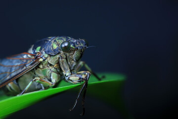 Leaf cicada on wild plants, North China