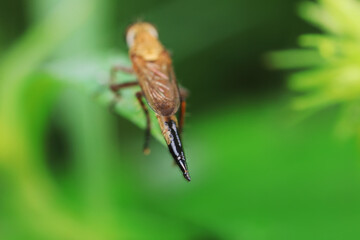 Insectivorous Gadfly in the wild, North China