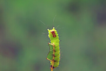 Lepidoptera larvae in the wild, North China