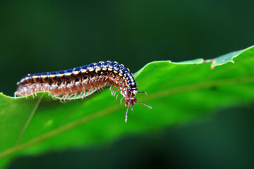 class diplopoda animal in the wild, North China