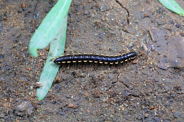 class diplopoda animal in the wild, North China