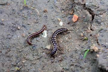 class diplopoda animal in the wild, North China