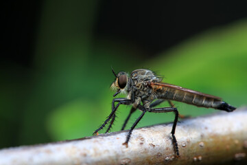 Insectivorous Gadfly in the wild, North China