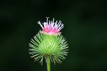 Wild burdock flower, a wild plant, North China
