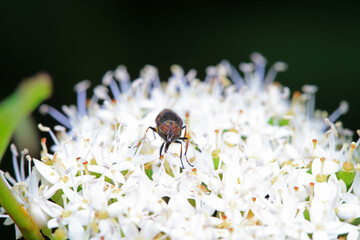 Flies on wild plants, North China