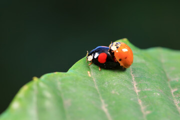 Ladybugs on wild plants, North China