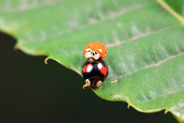 Ladybugs on wild plants, North China