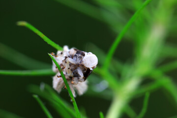 Hemiptera wax Cicadellidae insects on wild plants, North China