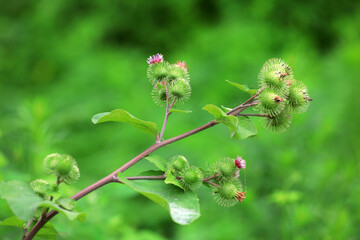 Wild burdock flower, a wild plant, North China