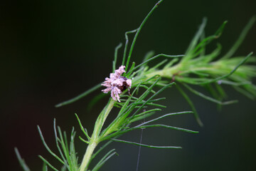 Hemiptera wax Cicadellidae insects on wild plants, North China