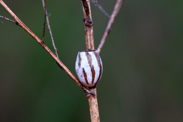 Insect cocoon shells on wild plants, North China