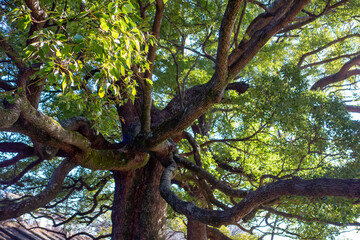 tree in the park