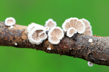 Cleft wrinkle fungus, a wild fungus, North China