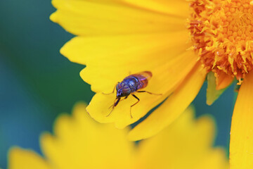 Flies on wild plants, North China