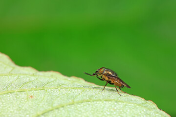 Flies on wild plants, North China