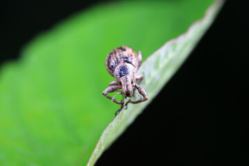 Weevil on wild plants, North China