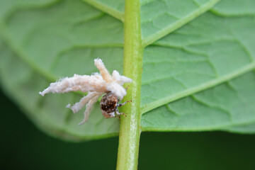 Hemiptera wax Cicadellidae insects on wild plants, North China