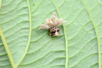 Hemiptera wax Cicadellidae insects on wild plants, North China