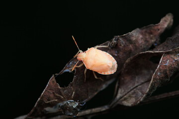 Hemiptera bugs in the wild, North China