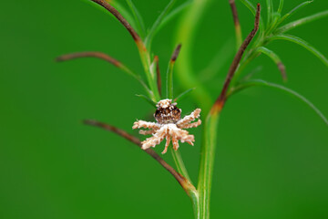 Hemiptera wax Cicadellidae insects on wild plants, North China