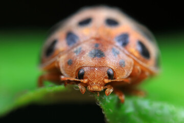 Ladybugs on wild plants, North China