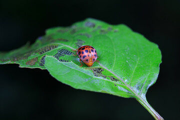 Ladybugs on wild plants, North China