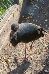 The black stork (Ciconia nigra) on the zoo.