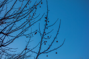 branches against blue sky