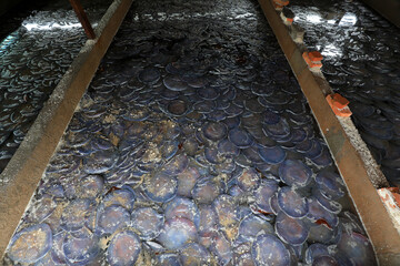 Jellyfish skin is piled up in a brine tank in a seafood processing plant in North China