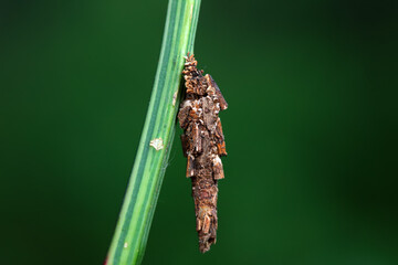 Lepidoptera larvae in the wild, North China