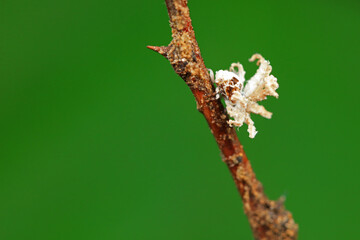 Hemiptera wax Cicadellidae insects on wild plants, North China