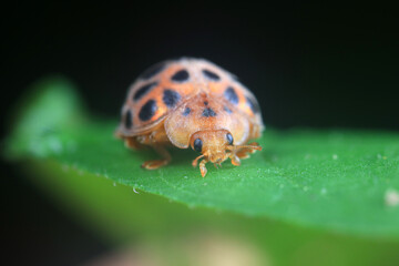 Ladybugs on wild plants, North China