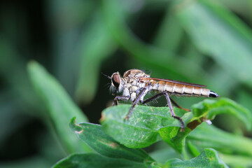 Insectivorous Gadfly in the wild, North China